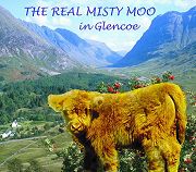 The Real Misty Moo in Glencoe